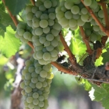 Sauvignon blanc grožđe: opis sorte, fotografija, recenzije